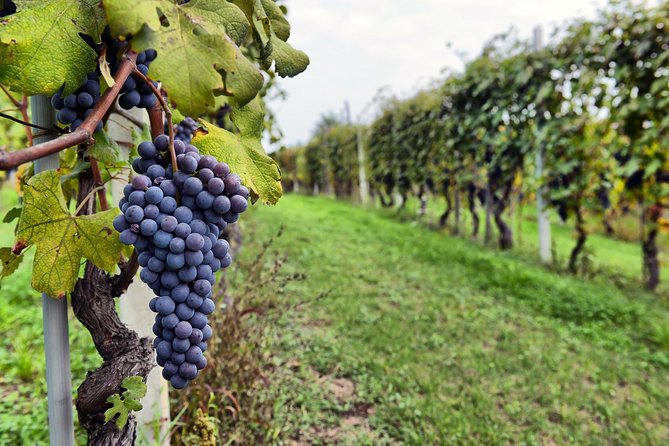 All Inclusive Pompeii, Vesuvius, wine tasting & light lunch - Cantina Del Vesuvio wine tasting: why Lacrima Christi matters