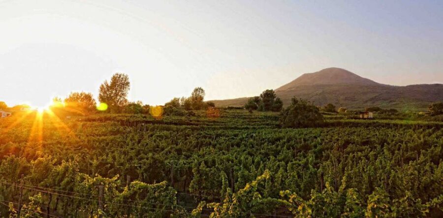 Boscotrecase: Vesuvius Wine Tasting Tour Lunch - Key things to know before you go