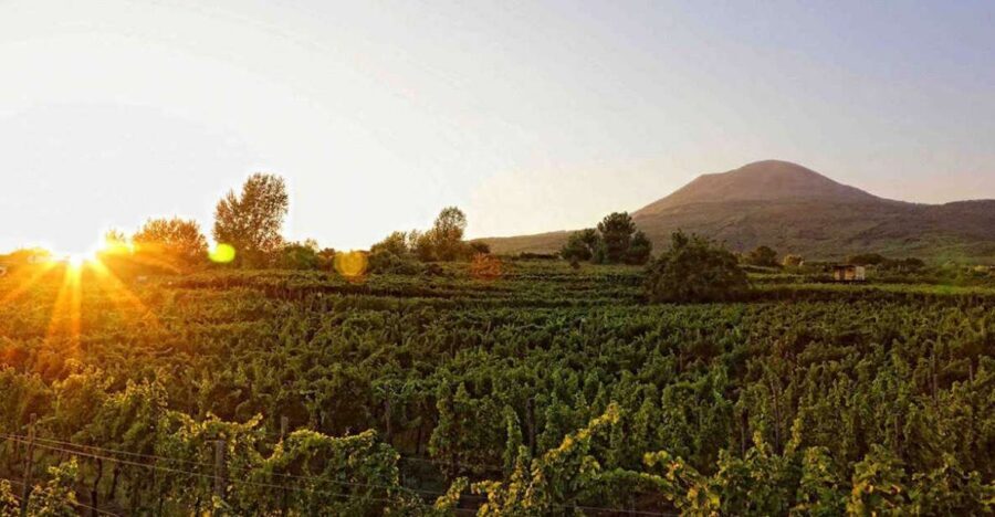 Boscotrecase: Vesuvius Wine Tasting Tour Lunch - First stop: arriving at the vineyard on Vesuvius’ slopes