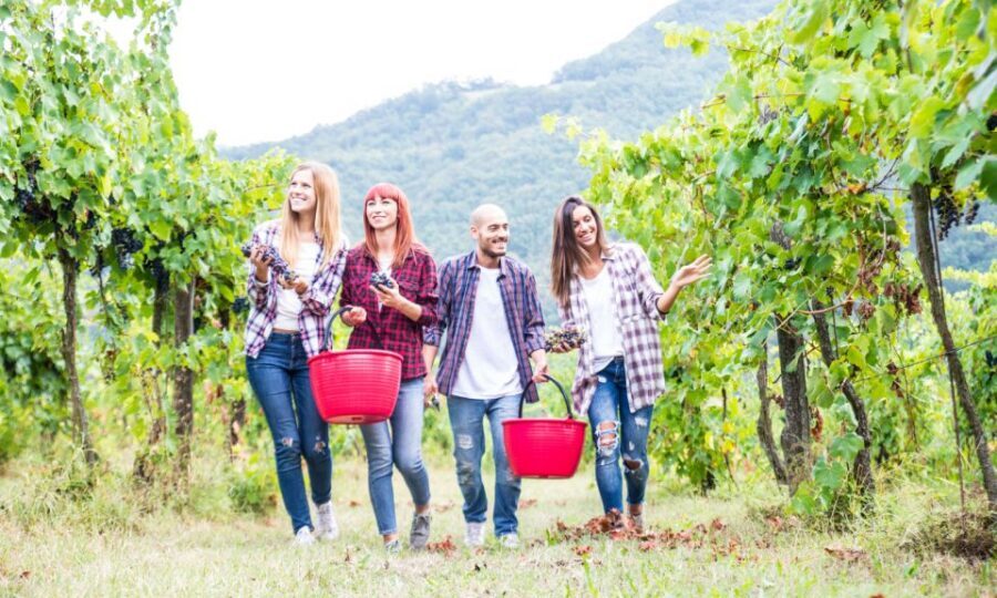 Boscotrecase: Vesuvius Wine Tasting Tour Lunch - The tasting: four wines, paced for real comparisons