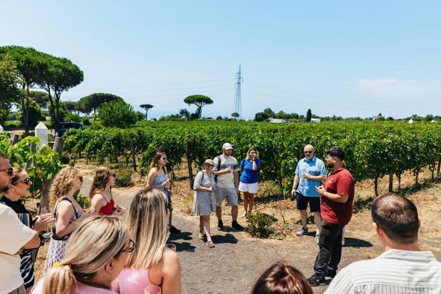 From Naples: Wine Tasting Tour on Vesuvius Slopes with Lunch - Who should book this Vesuvius wine tasting tour