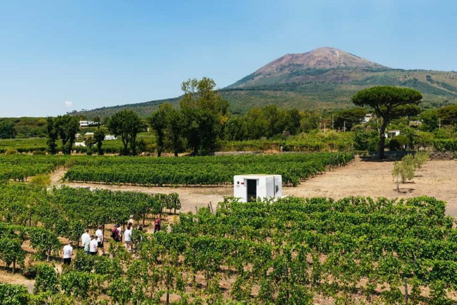 From Naples: Wine Tasting Tour on Vesuvius Slopes with Lunch - From Naples to Vesuvius: why this tour feels different