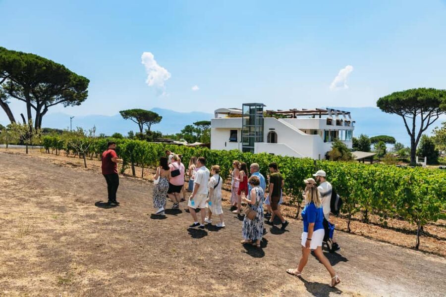 From Naples: Wine Tasting Tour on Vesuvius Slopes with Lunch - Wine tasting on the terrace: what you’ll actually sip
