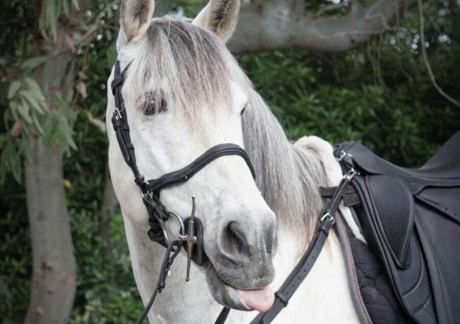 From Pompeii: Mount Vesuvius Horseback Riding Tour - Meeting at Caffetteria Magma and Getting on the Road