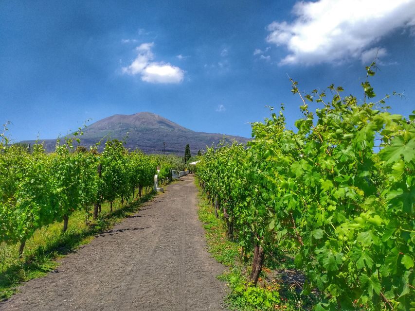 From Sorrento: Mount Vesuvius Tour with Lunch & Wine Tasting - Heading out from Sorrento: the road to Vesuvius is part of the day