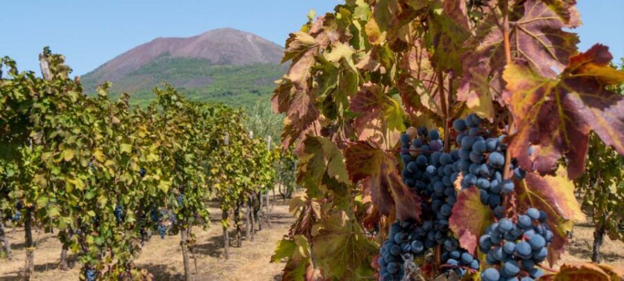 From Sorrento: Mount Vesuvius Tour with Lunch & Wine Tasting - How the day stays on track: guides, timing, and group flow