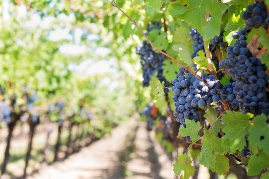 From Sorrento: Pompeii & Mt. Vesuvius Tour with Lunch & Wine - FAQ