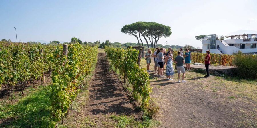 Mount Vesuvius: 5 Wine Tastings with Tour & Lunch Included - Five Vesuvian Wines Paired With Local Flavors