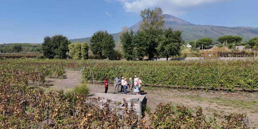Mount Vesuvius: 5 Wine Tastings with Tour & Lunch Included - Lunch Included: Local Plates + Wine Pairing (and One Pacing Note)