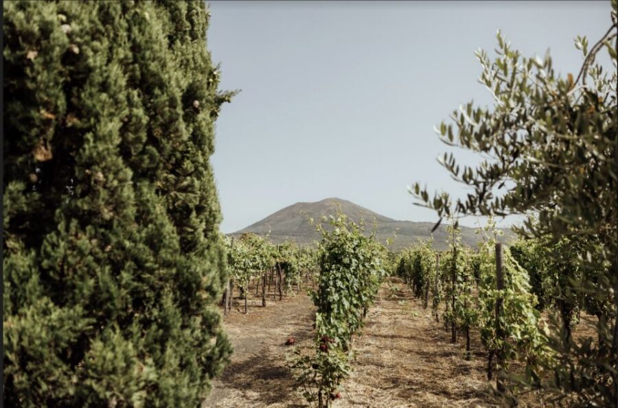 Mount Vesuvius: Vineyard Tour with Wine Tasting and Lunch - The short vineyard tour on Vesuvius slopes: what you’ll actually do