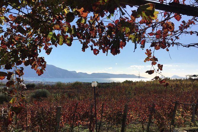 Mt. Vesuvius Wine Tasting and Lunch Experience from Pompeii - Key things I’d zero in on before you go