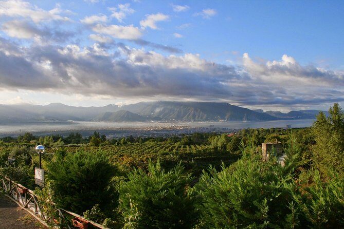 Mt. Vesuvius Wine Tasting and Lunch Experience from Pompeii - Why a Vesuvius wine tasting beats another Pompeii afternoon