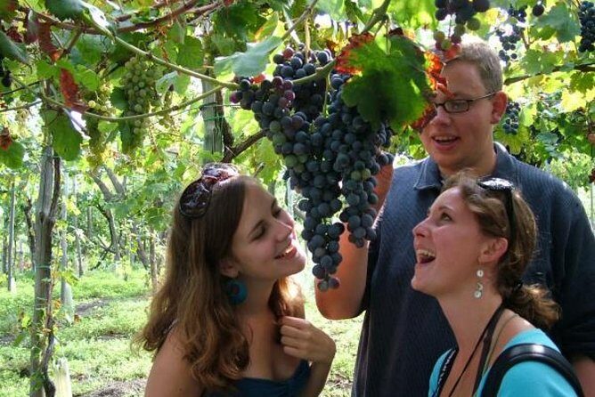 Mt. Vesuvius Wine Tasting and Lunch Experience from Pompeii - Who this tour is best for—and who should reconsider