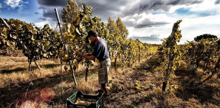 Naples: Mount Vesuvius Vineyard Tour w/ Lunch & Wine Tasting - Mount Vesuvius Vineyards: Why This Tour Feels Different