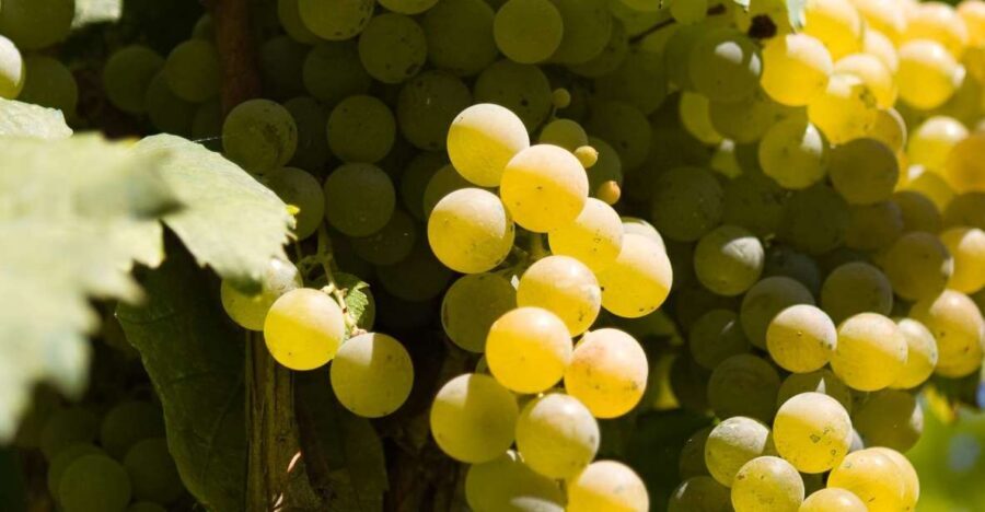 Naples: Mount Vesuvius Vineyard Tour w/ Lunch & Wine Tasting - Getting There Without Hotel Pickup: Your Real Logistics