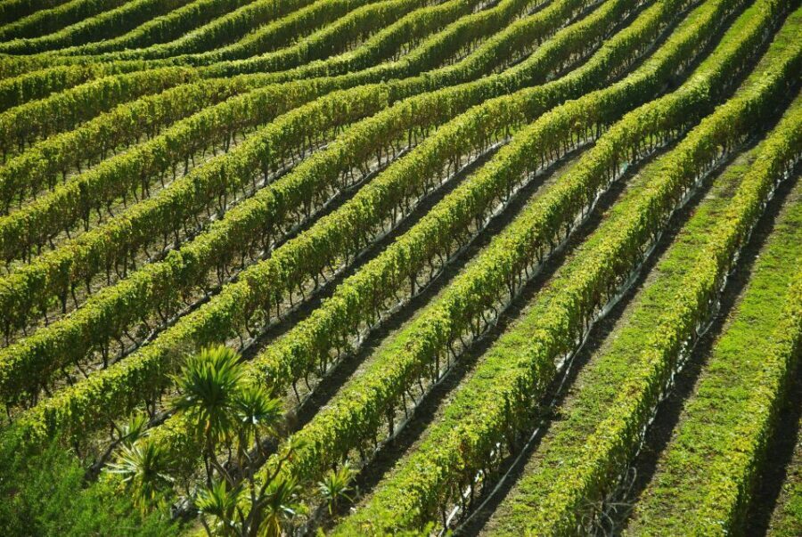 Naples: Mount Vesuvius Vineyard Tour w/ Lunch & Wine Tasting - The Wine Lineup: What You’ll Taste on Vesuvius