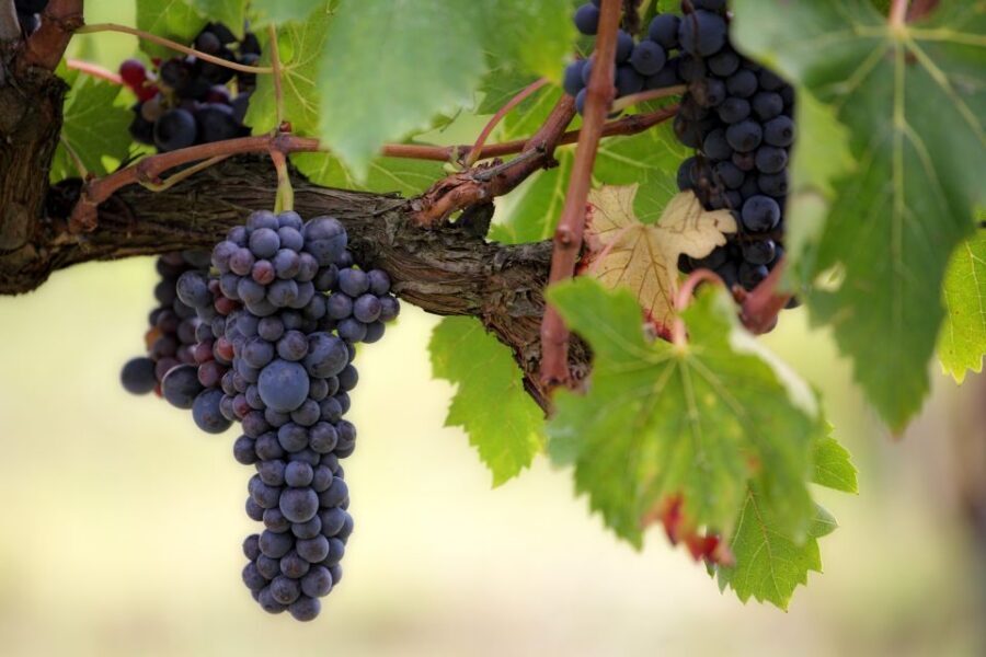 Naples: Vesuvius Half-Day Trip with Lunch and Wine Tasting - Wine tasting and lunch on the volcano slopes