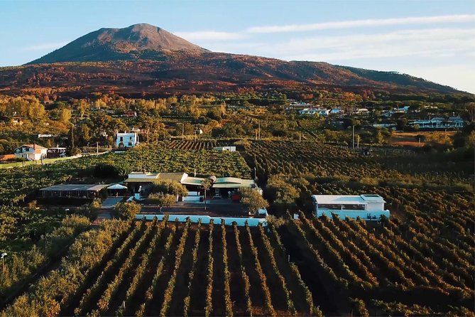 Organic Wine Tasting & Lunch on Vesuvius with Transfer from Sorrento Peninsula - Key Highlights to Know Before You Go