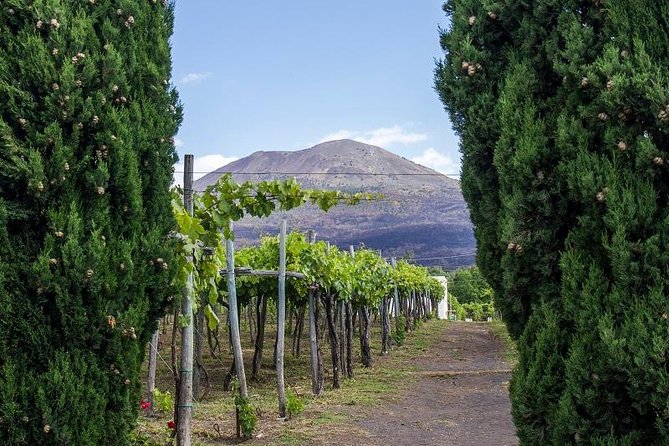 Organic Wine Tasting & Lunch on Vesuvius with Transfer from Sorrento Peninsula - Vineyard Walk on Vesuvius Slopes With the Russo Family
