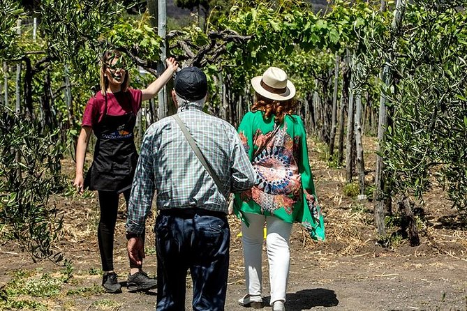 Organic Wine Tasting & Lunch on Vesuvius with Transfer from Sorrento Peninsula - Cantina del Vesuvio and the Organic Lacryma Christi DOC Tasting