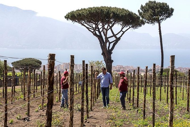 Organic Wine Tasting & Lunch on Vesuvius with Transfer from Sorrento Peninsula - Lunch on the Panoramic Terrace: Neapolitan Plates and Veg-Friendly Choices