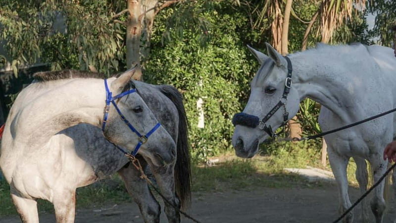 Pompeii: Mount Vesuvius Night Horseback Ride and Italian BBQ - Key things you’ll notice on this Vesuvius night ride