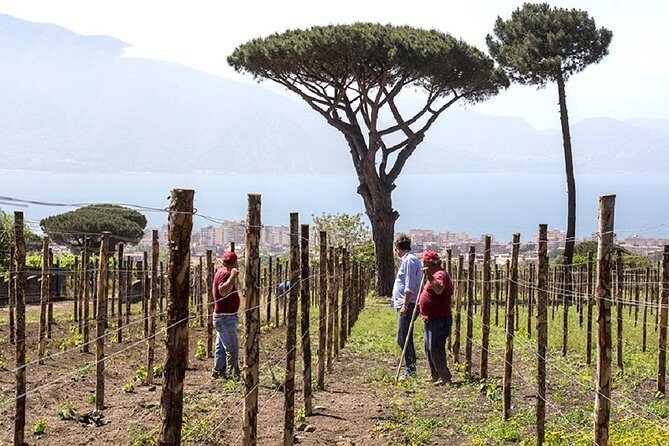 Pompeii Ruins & Wine Tasting with Lunch on Vesuvius with Private Transfer - Lunch On Vesuvius: Neapolitan Dishes With A Wine-Driven Plan