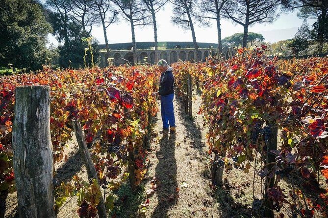 Pompeii Small Group Tour & Food/Wine tasting at Mt. Vesuvius - Pompeii with a licensed archaeologist: what you actually see in 2 hours