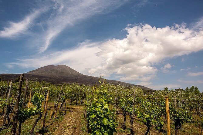 Pompeii Small Group Tour & Food/Wine tasting at Mt. Vesuvius - Lunch and price: does $156.03 feel fair?