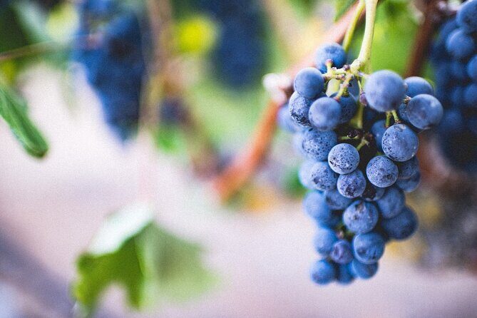 Pompeii, Vesuvius & Wine Tasting - Cantina Del Vesuvio Winery: tasting with real local roots