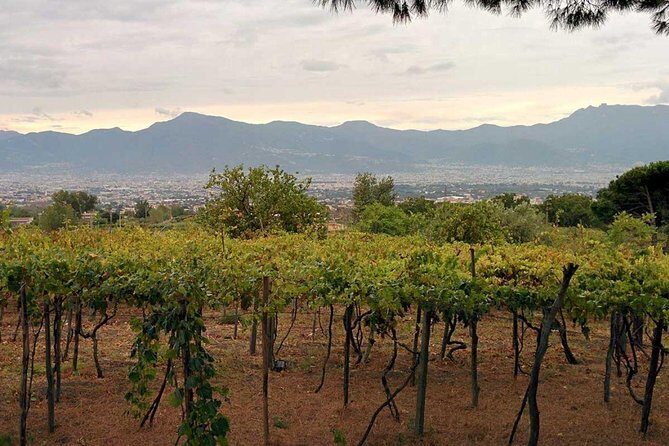 Pompeii & Vesuvius with Lunch & Wine Tasting from Positano - Who Should Book This Pompeii and Vesuvius Tour?