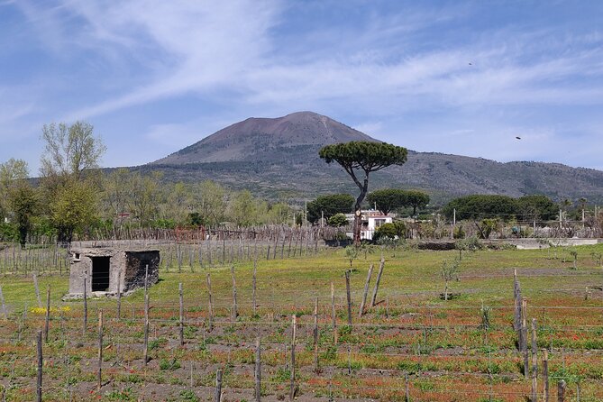 Private Tour Pompeii and Herculaneum - Door-to-door comfort: the real value of a private van day