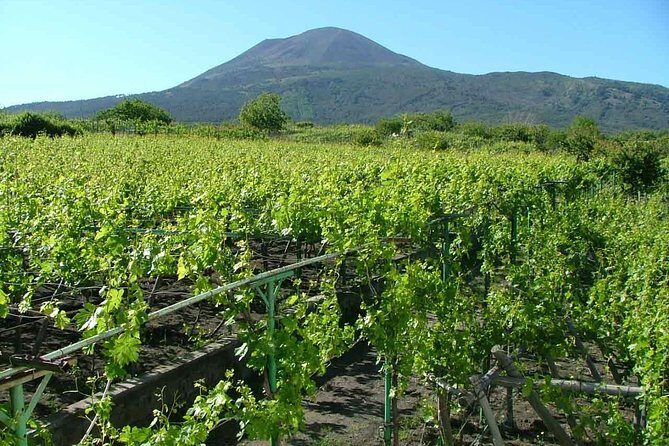Private Tour: Pompeii & Wine Tasting at the Slopes of Mt Vesuvius - Should You Book This Pompeii and Wine Day Trip?