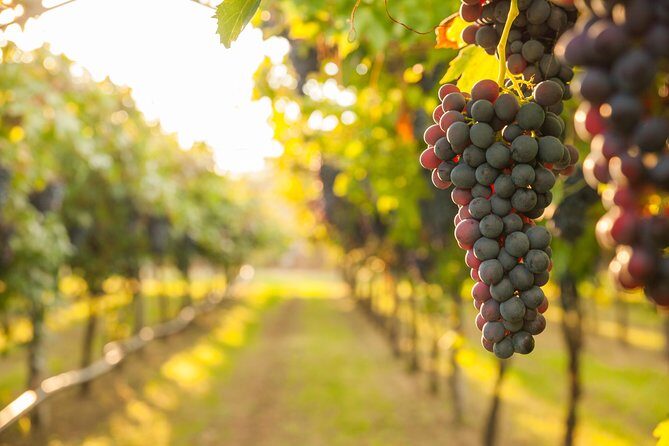 Private Tour: Pompeii & Wine Tasting at the Slopes of Mt Vesuvius - Naples or the Amalfi Coast Pickup: Comfort and Timing