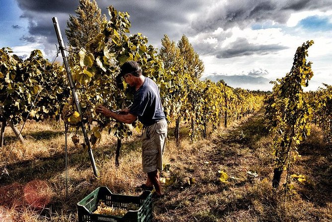 Scenic Wine Tasting & Lunch on the Slopes of Vesuvius from Naples - Vesuvius Slopes Vineyard Walk: Why this tour works