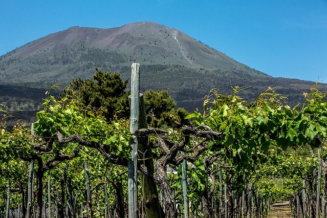 Scenic Wine Tasting & Lunch on the Slopes of Vesuvius from Naples - The meeting point in Naples and how transport affects your day