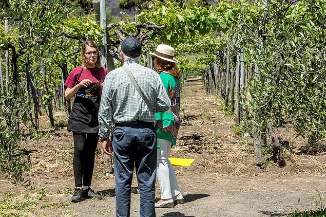 Scenic Wine Tasting & Lunch on the Slopes of Vesuvius from Naples - Lunch on the slopes: the real centerpiece