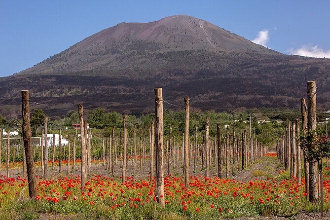 Scenic Wine Tasting & Lunch on the Slopes of Vesuvius from Naples - Price and value for a Naples wine tour at about $108.84