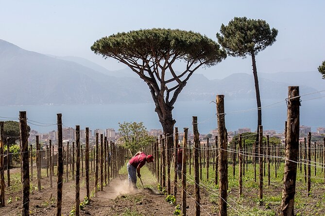 Scenic Wine Tasting & Lunch on the Slopes of Vesuvius from Naples - Who this Vesuvius wine tasting is best for