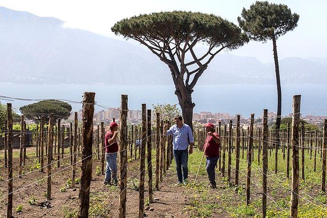 Vesuvio Gran cono + Wine Tasting & Lunch + Transfer from Naples - Mt. Vesuvius National Park stop: views are the prize, but walking matters