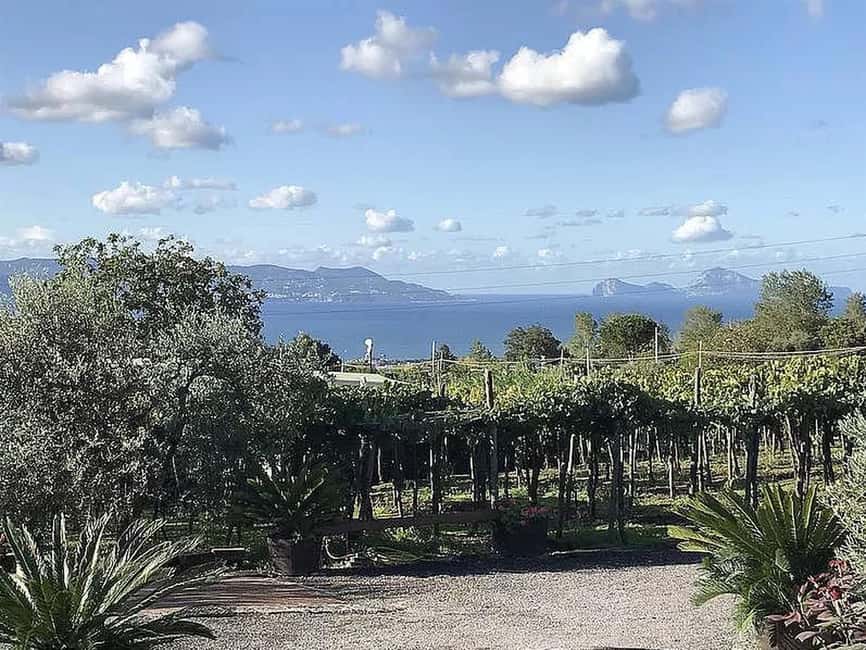 Vesuvio National Park: Wine Tasting & Tour with Light Lunch - Key moments that make this tour work