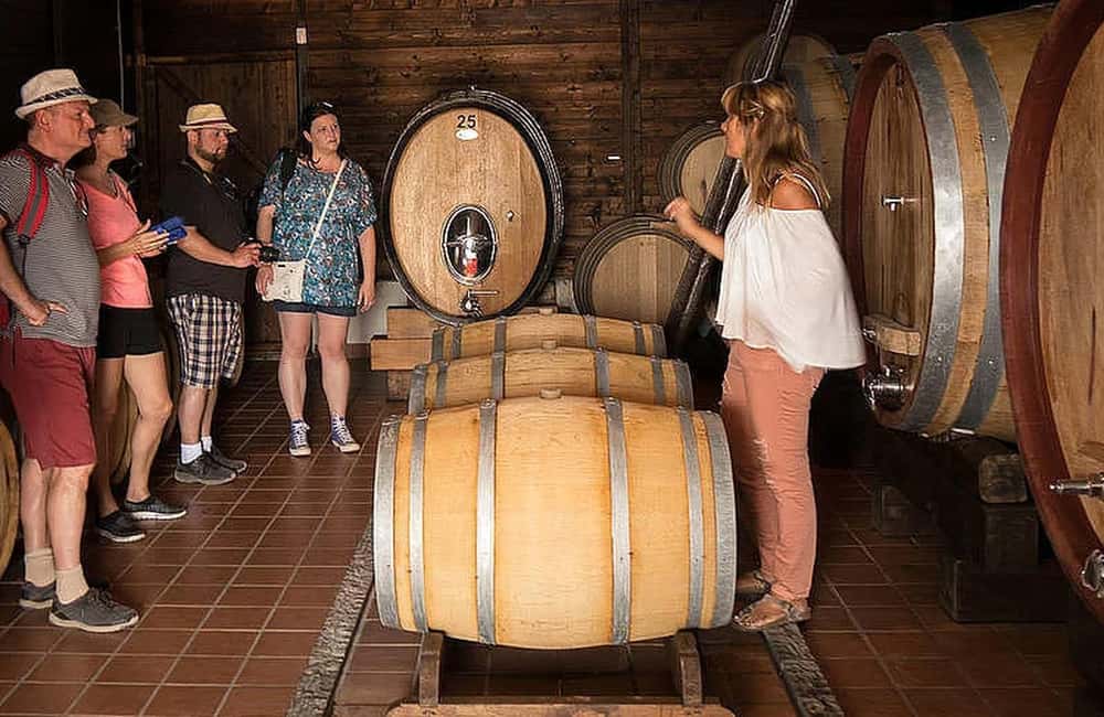 Vesuvio National Park: Wine Tasting & Tour with Light Lunch - English guide, short duration, and what to expect for timing