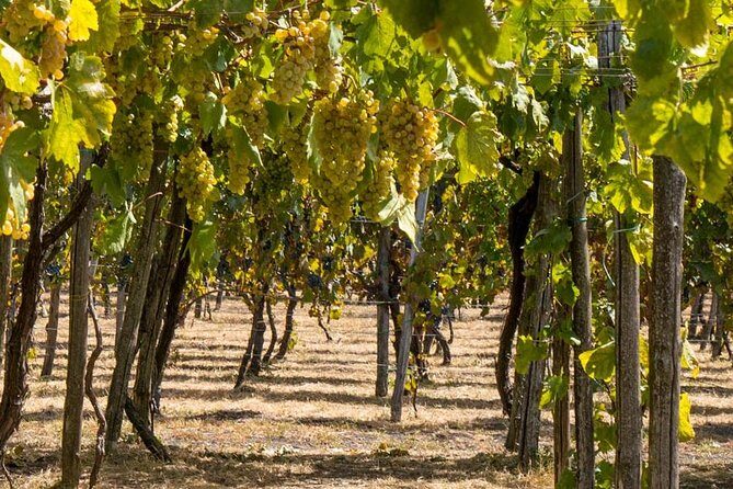 Vesuvius & Vineyard select from Sorrento - Vineyard Lunch and Lacryma Christi Wine Tasting: Fun Lunch Stop, Short and Sweet