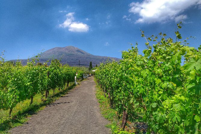 Vesuvius & Vineyard select from Sorrento - Price and Logistics: Is $122.70 Worth It?