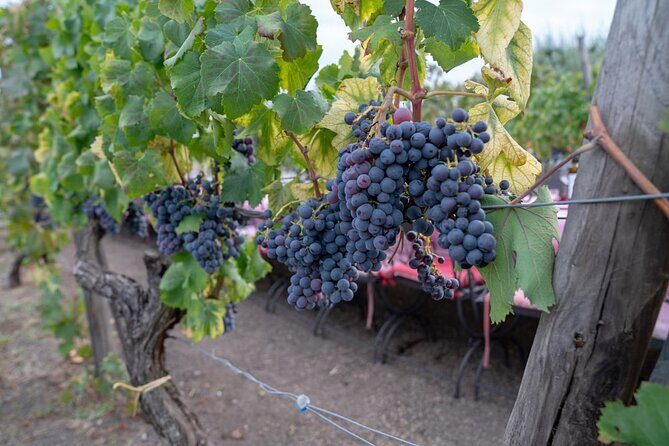 Vesuvius Wine Tasting Experience with Lunch Included - Pastiera dessert and your drink pairing