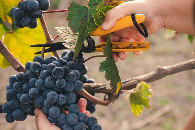 Wine Tasting and Winery Tour in Vesuvio National Park with Lunch - Why This Vesuvius Winery Tasting Feels Different