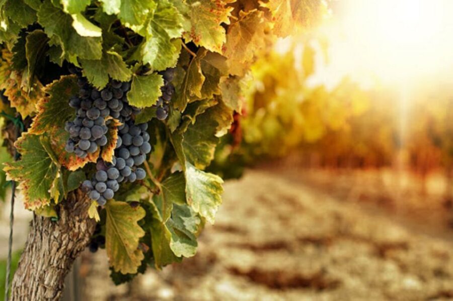 Wine Tasting Experience on the slopes of Vesuvius - Lunch on Vesuvius: Local Plates You Can Actually Taste