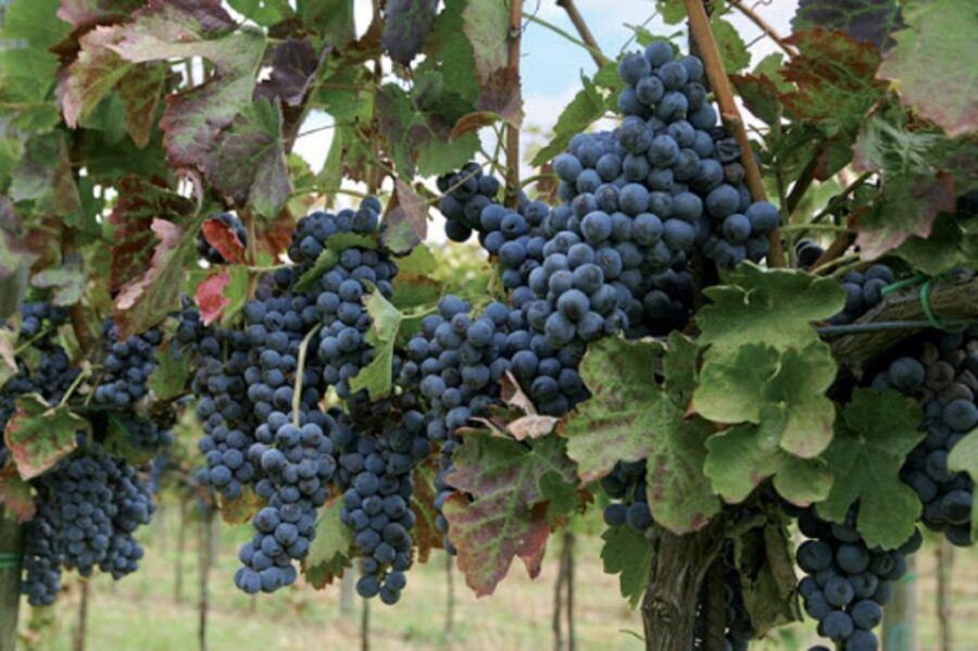 Wine Tasting Experience on the slopes of Vesuvius - The Winery Stop and Lacryma Christi DOC Tasting