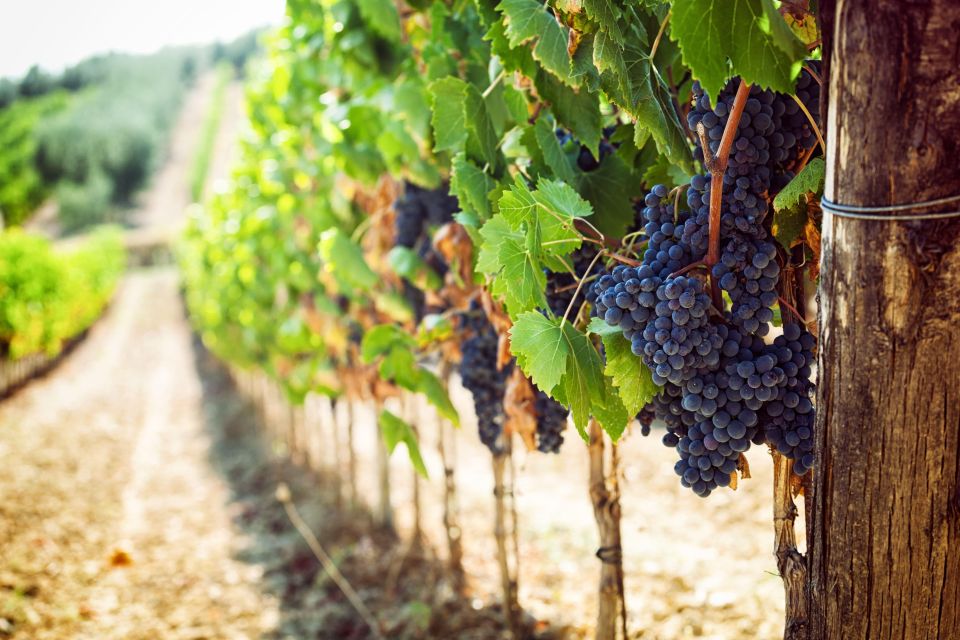 Wine tasting in the Vesuvius National Park - Timing, comfort, and who this Vesuvius wine tour suits best